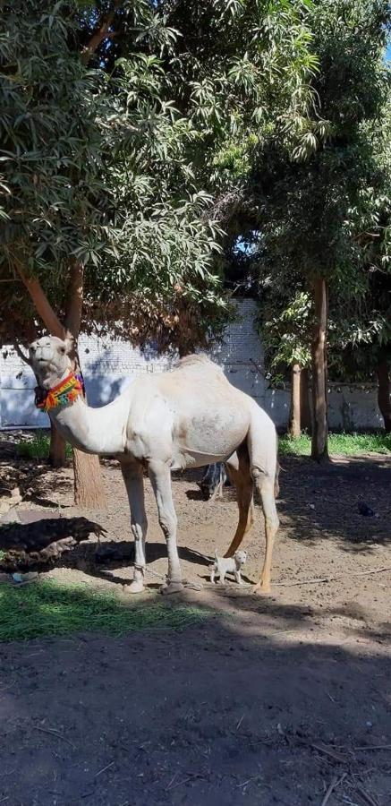 Habibi Nubian Guest House-Nubian Hospitality อัสวาน ภายนอก รูปภาพ